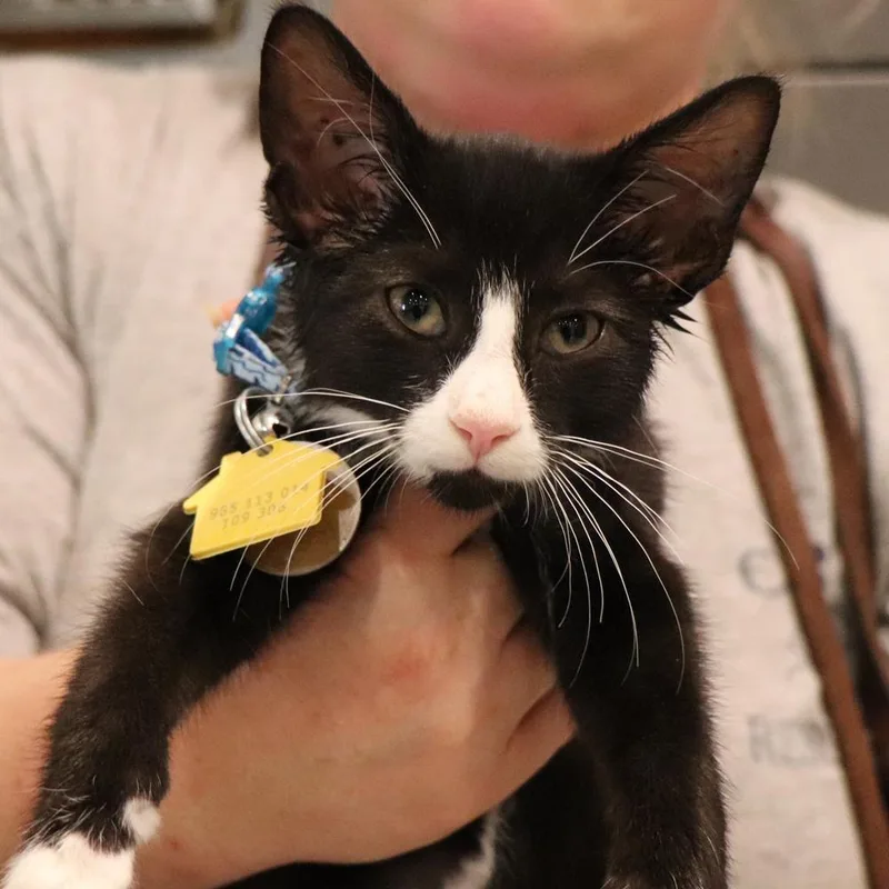 A baby small-sized male Domestic Short Hair cat named Freddie for adoption in Port Washington, NY