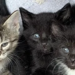 A baby small-sized male Domestic Short Hair cat named Beans for adoption in Fairport, NY