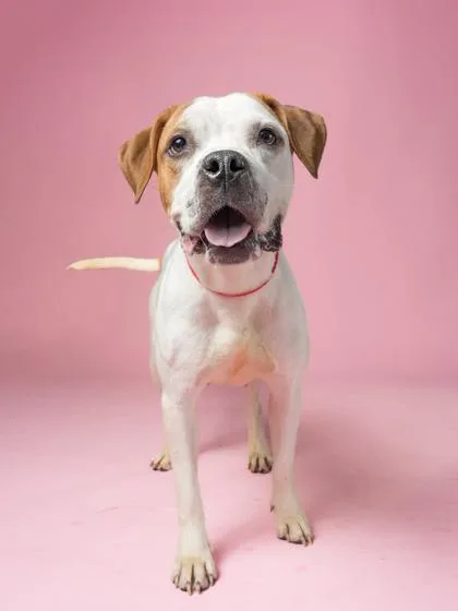 An adult medium-sized female Pit Bull Terrier dog named Wanda for adoption in Atlanta, GA