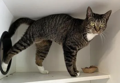 An adult medium-sized female Brown / Chocolate Domestic Short Hair cat named Aster for adoption in Annapolis, MD