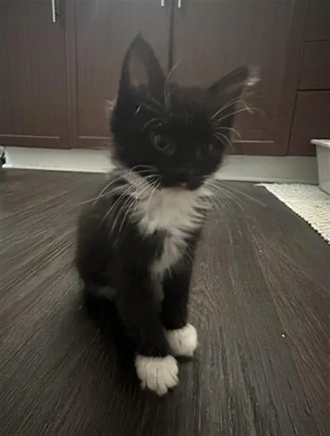 A baby small-sized male Domestic Short Hair cat named Milo for adoption in Charlotte, NC
