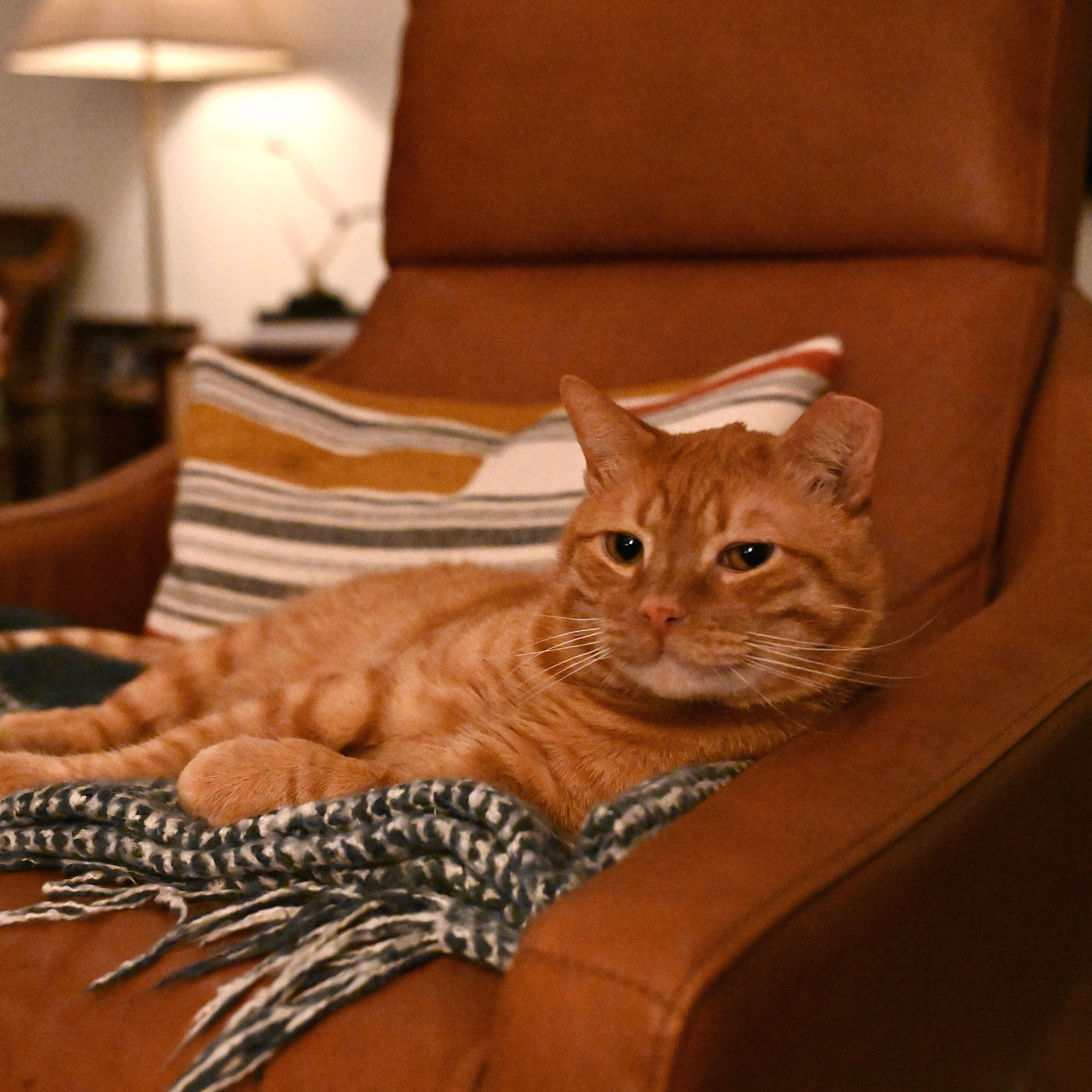 Meet Larry  The thumbnail 2