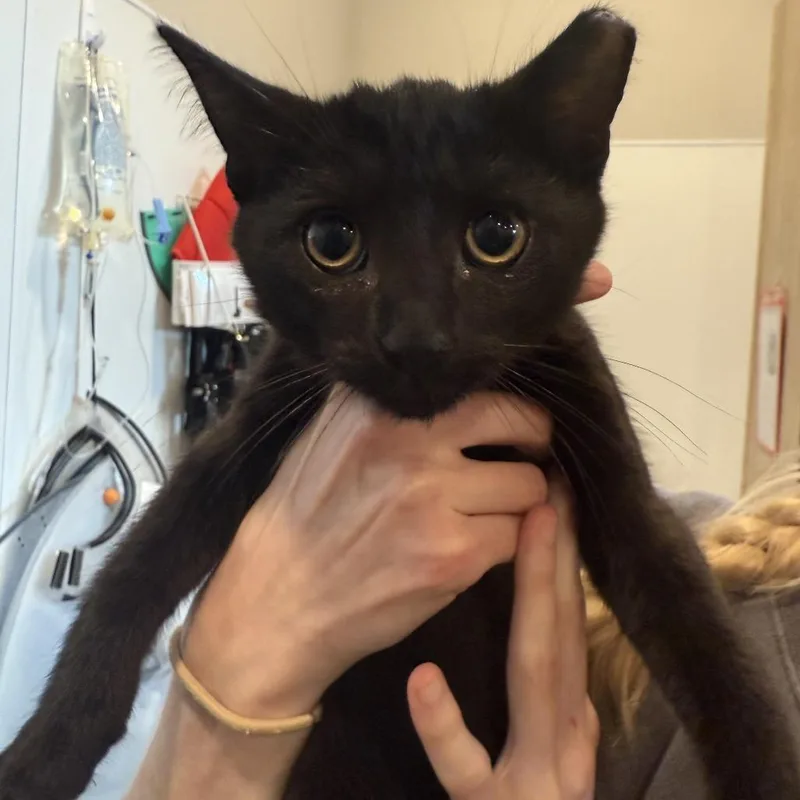 A baby small-sized male Black Domestic Short Hair cat named Soy for adoption in Louisville, KY