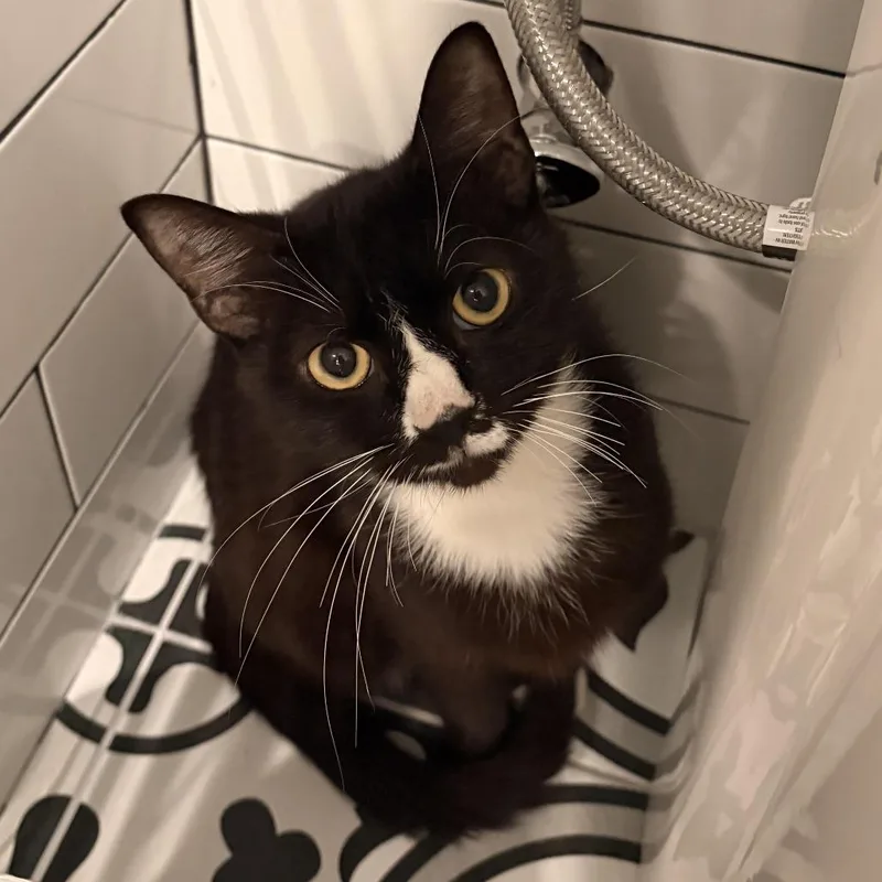 An adult medium-sized female Black Domestic Short Hair cat named Sailor Cat Clover for adoption in Tacoma, WA