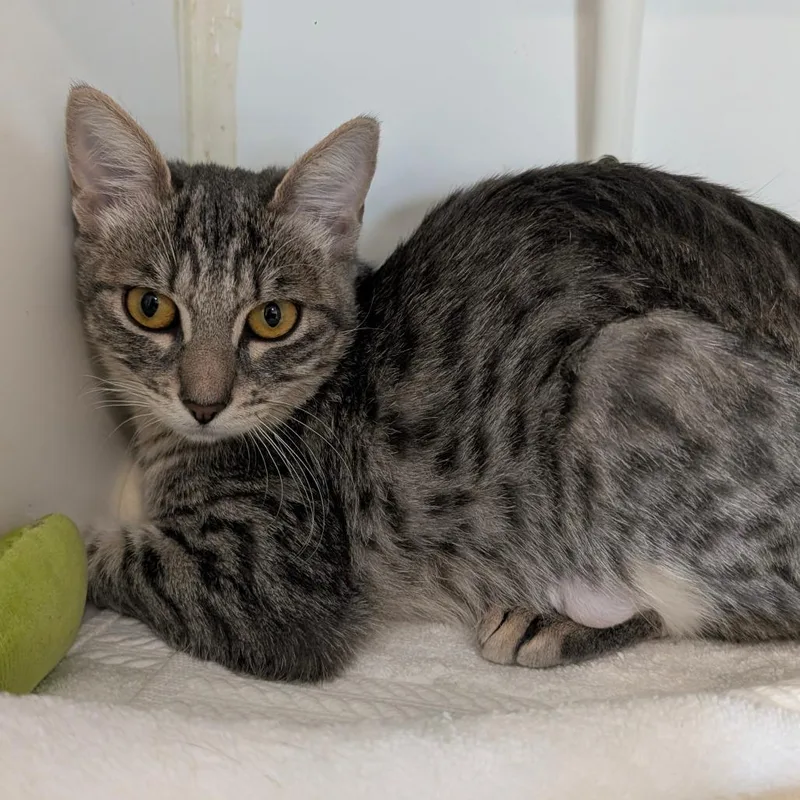 A baby medium-sized female Gray / Blue / Silver Domestic Short Hair cat named Dabula City Of Industry for adoption in Chino Hills, CA