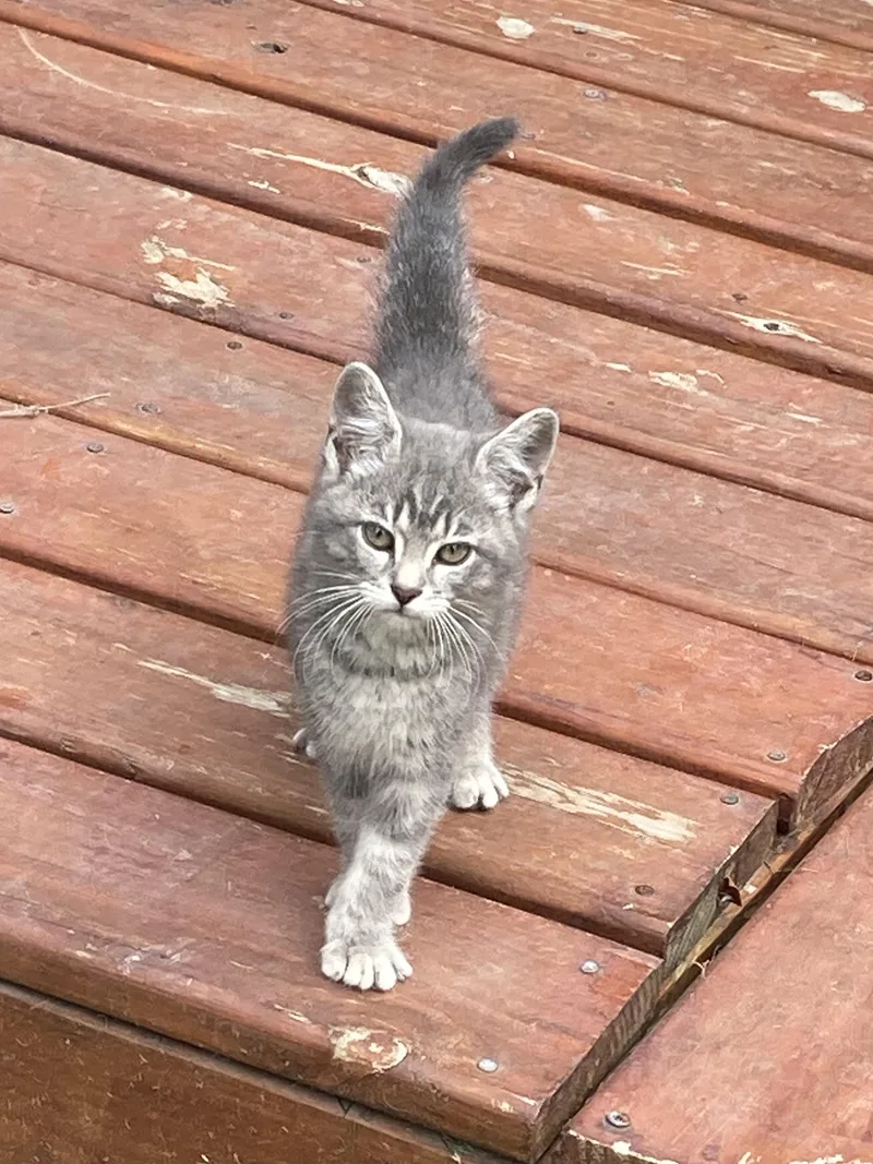 A baby large-sized male Gray / Blue / Silver Domestic Short Hair cat named Verdell for adoption in Monticello, IL