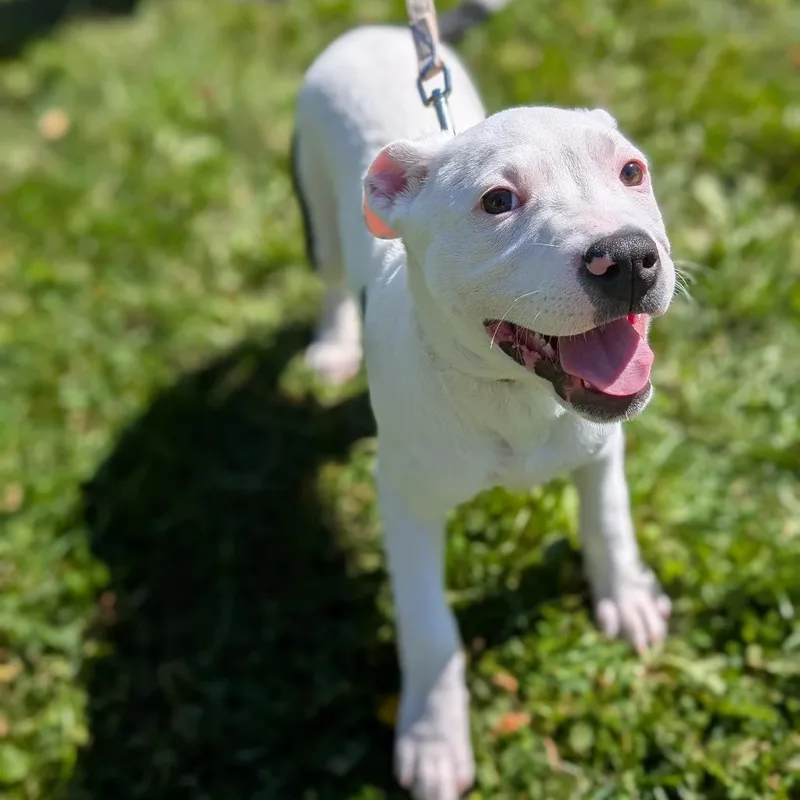 A baby small-sized female Mixed Breed dog named Elle for adoption in Thomaston, ME
