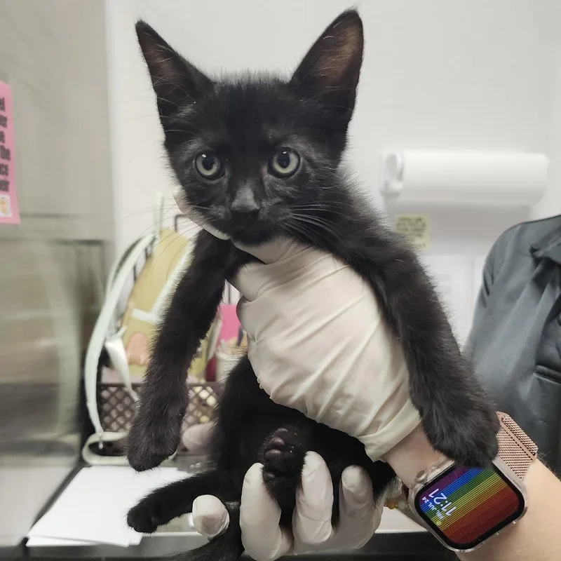 A baby small-sized female Black Domestic Short Hair cat named Etna for adoption in Clearwater, FL