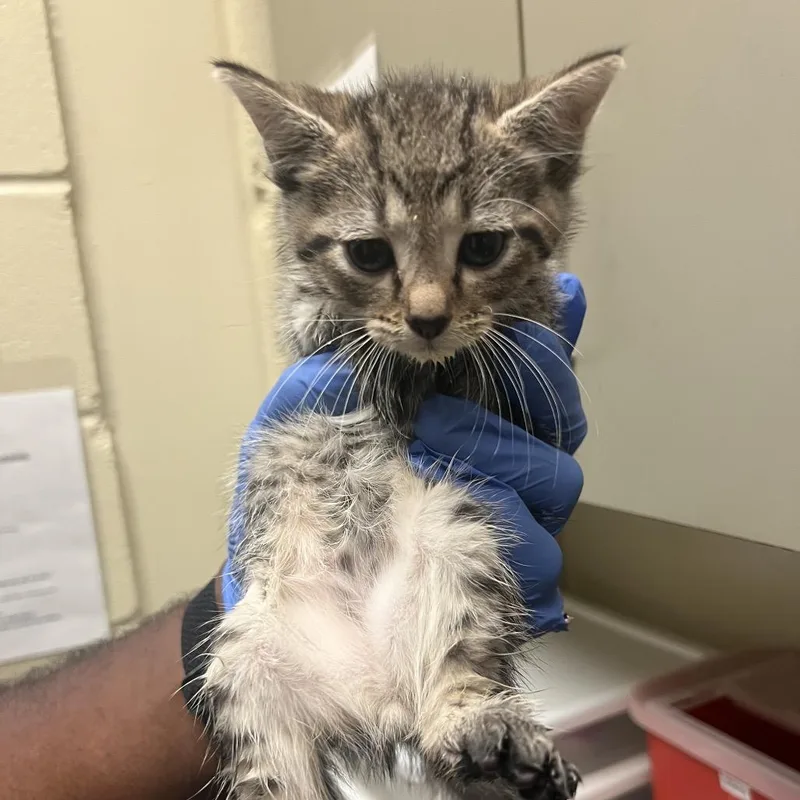 A baby small-sized female Gray / Blue / Silver Domestic Short Hair cat named Lexi for adoption in Columbus, GA