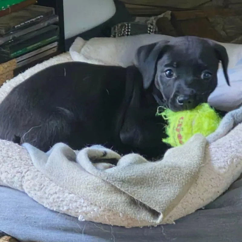 A baby medium-sized female Black Labrador Retriever dog named Coala for adoption in Brockport, NY