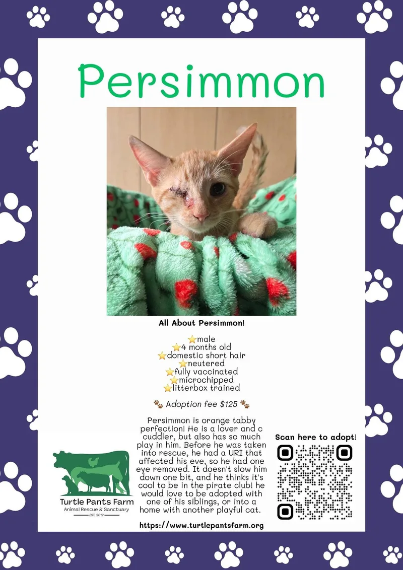 A young medium-sized female Domestic Short Hair cat named Persimmon for adoption in Pittsboro, NC