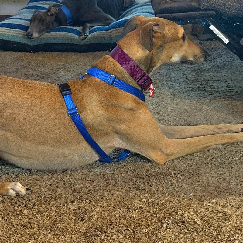 An adult large-sized male Greyhound dog named Timber for adoption in Tarpon Springs, FL