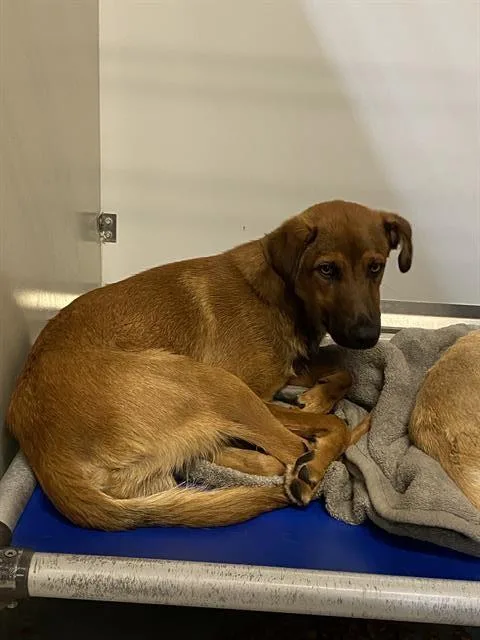 An adult large-sized male German Shepherd Dog dog named Indy for adoption in Modesto, CA