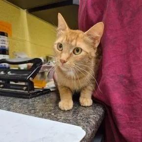 A young medium-sized female Orange / Red Domestic Short Hair cat named Lilith for adoption in New York, NY