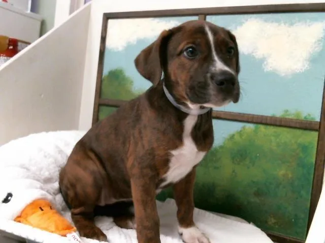 A baby small-sized female Staffordshire Bull Terrier dog named Strawberry for adoption in Houston, TX