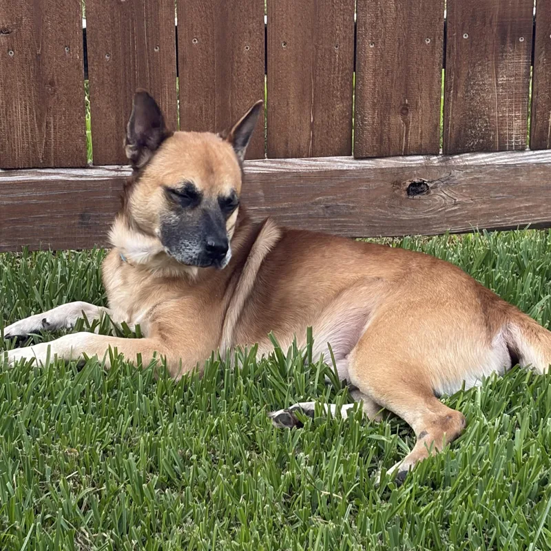 An adult medium-sized male Apricot / Beige Shepherd dog named Jax for adoption in Baytown, TX