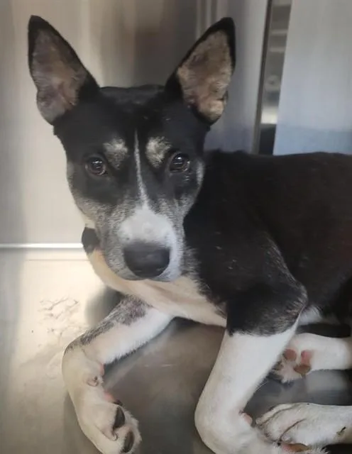 An adult medium-sized male Pit Bull Terrier dog named Fido for adoption in Corpus Christi, TX
