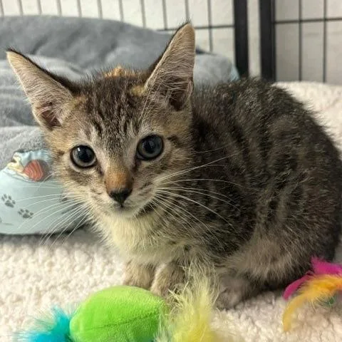 A baby small-sized male Brown / Chocolate Domestic Short Hair cat named SpongeBob for adoption in Hawthorne, CA