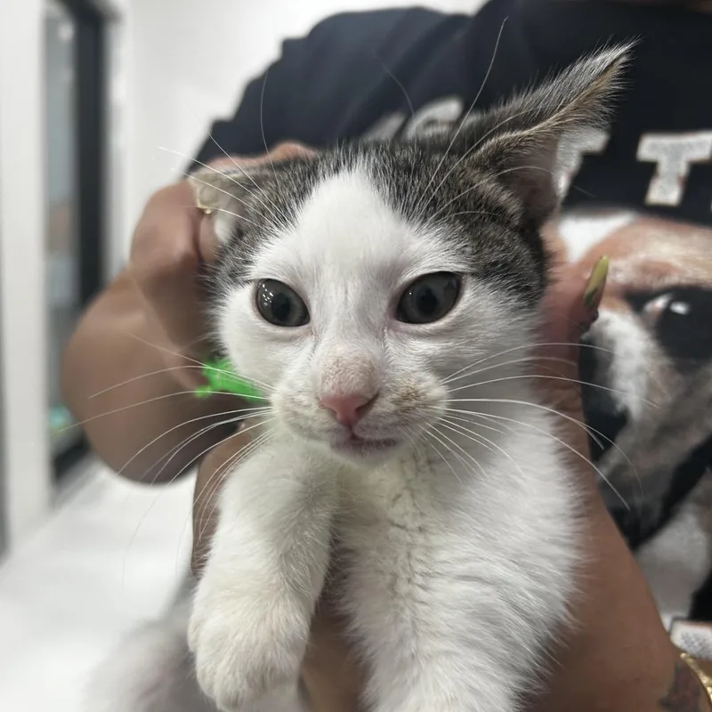 A baby small-sized female White Domestic Short Hair cat named Sidney for adoption in Newark, NJ
