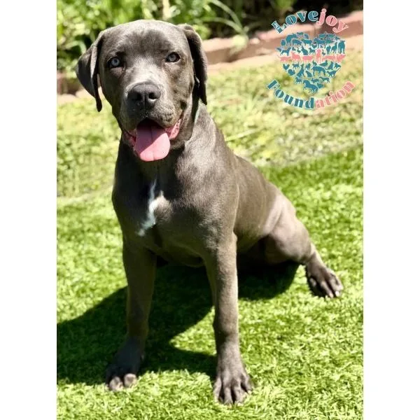 A baby medium-sized female Gray / Blue / Silver Cane Corso dog named Valerie Coh for adoption in Inglewood, CA