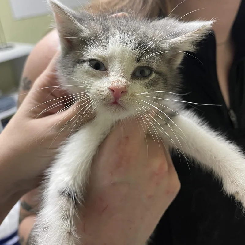 A baby small-sized male Gray / Blue / Silver Domestic Short Hair cat named Gambino for adoption in Normal, IL