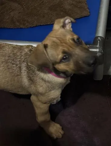 A young medium-sized female German Shepherd Dog dog named Ruby for adoption in Chatsworth, CA