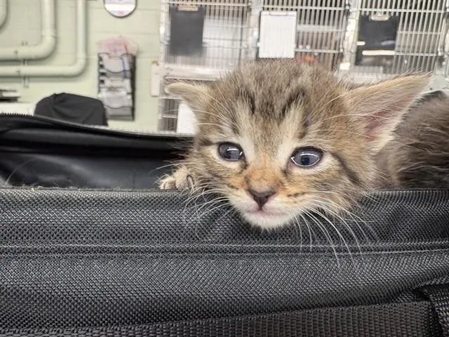 Simba