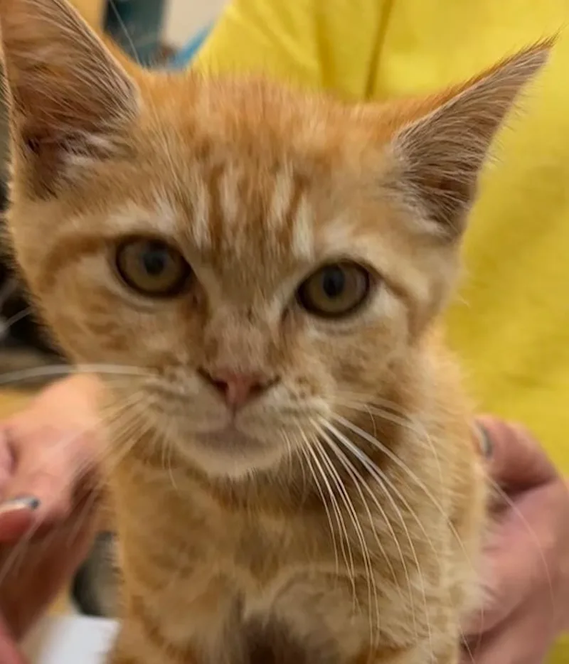 A baby small-sized female Domestic Short Hair cat named Melon for adoption in Elizabethton, TN