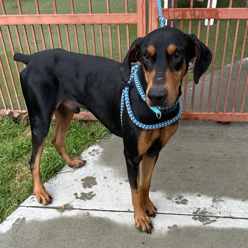 An adult large-sized male Black Doberman Pinscher dog named Zeke for adoption in Upland, CA