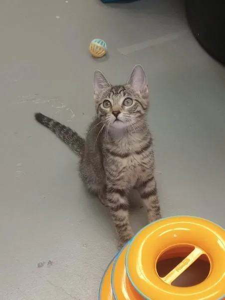 A young medium-sized female Tabby (Brown / Chocolate) Domestic Short Hair cat named Matilda for adoption in Duluth, GA