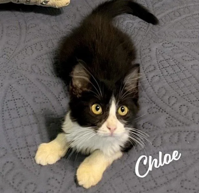 Chloe femininefluffball