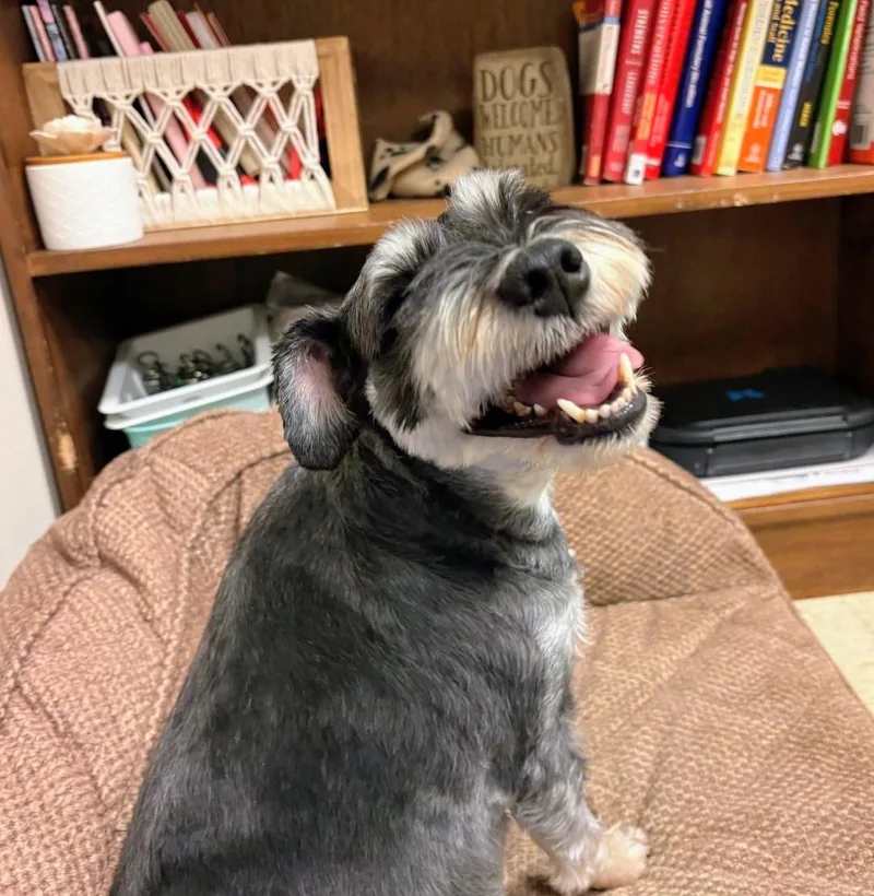 An adult small-sized female Gray / Blue / Silver Miniature Schnauzer dog named Annie for adoption in Troutman, NC