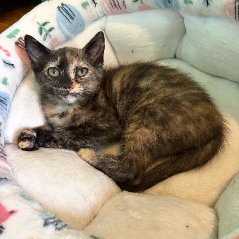 A baby small-sized female Tortoiseshell Domestic Short Hair cat named Jodie for adoption in Lexington, KY