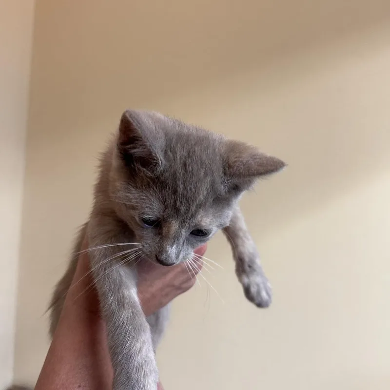 A baby small-sized female Domestic Short Hair cat named Niagara C for adoption in Lebanon, TN