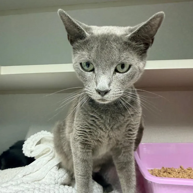 A young medium-sized female Gray / Blue / Silver Domestic Short Hair cat named Fantine for adoption in Newark, NJ