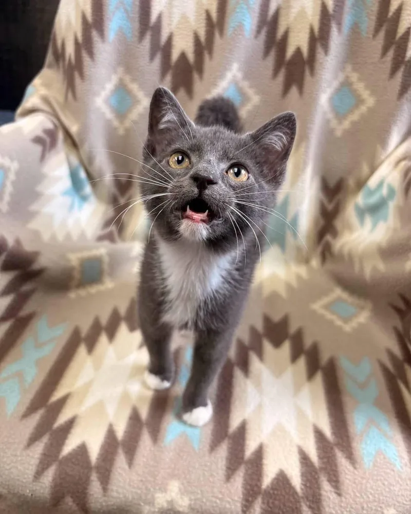 A baby medium-sized male Gray & White Domestic Short Hair cat named Otter for adoption in White Oak, PA