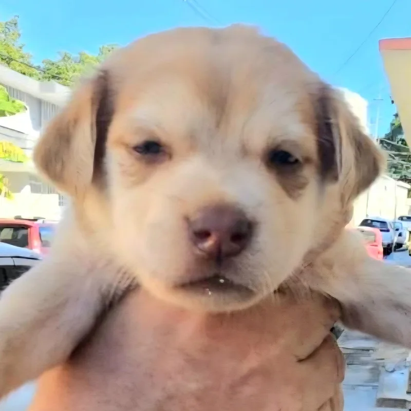 Daniella "the Forever Love