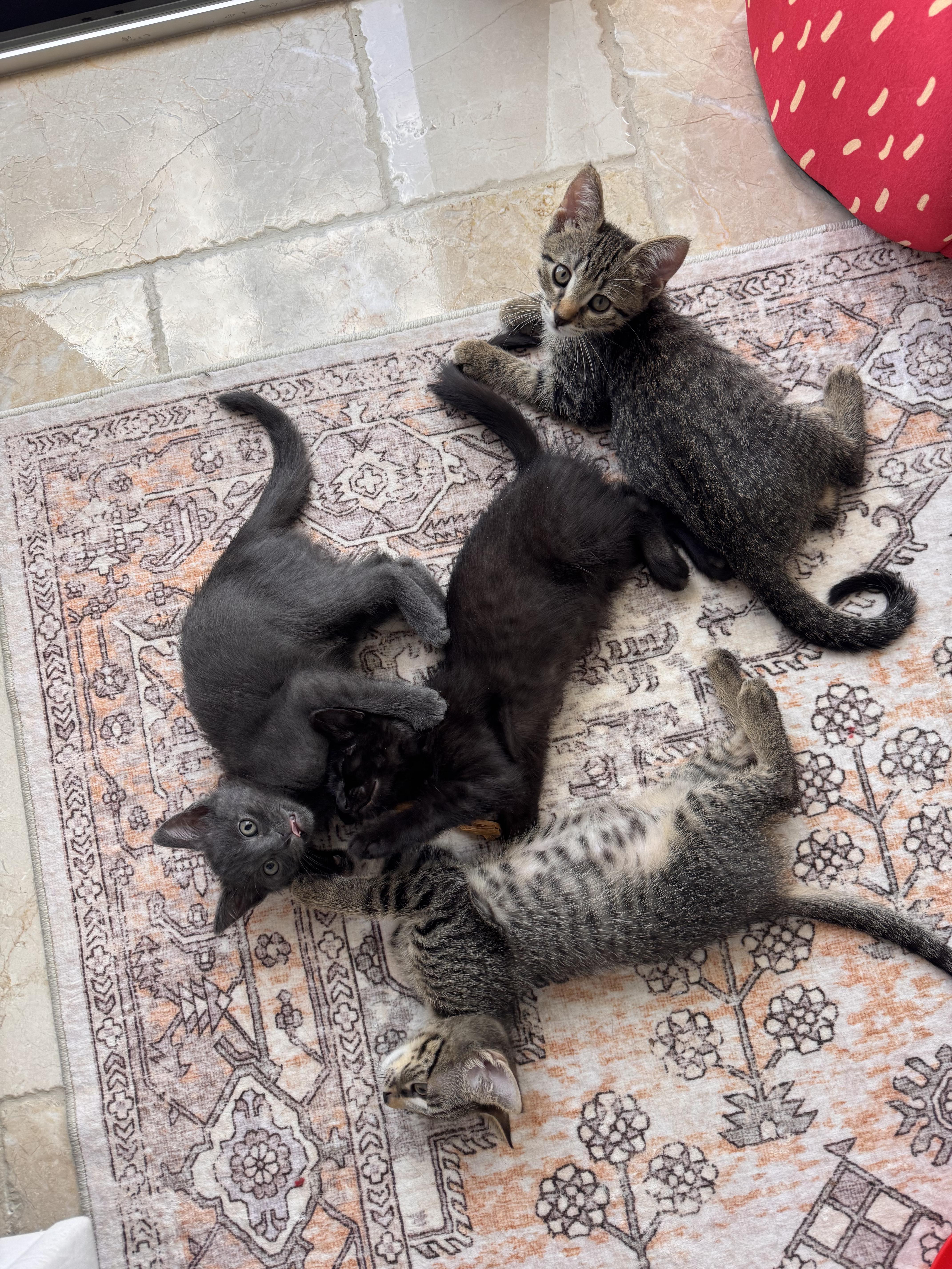 A baby small-sized male Domestic Short Hair cat named Monty for adoption in Boca Raton, FL