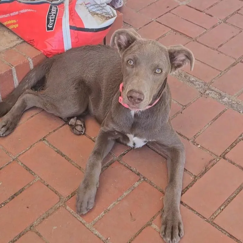 A baby medium-sized female Gray / Blue / Silver Weimaraner dog named Ellie for adoption in Midland, TX