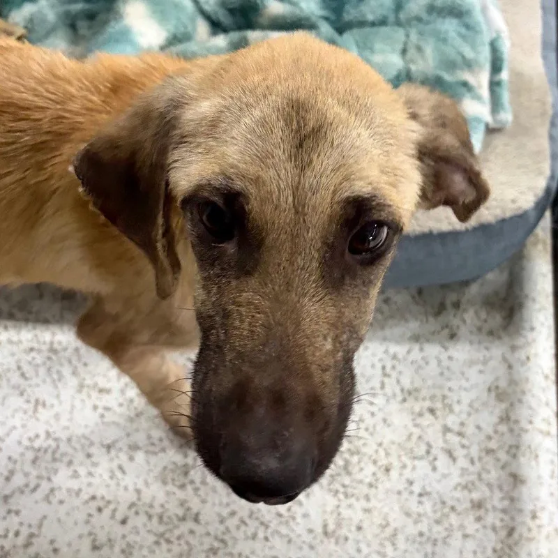 A young medium-sized male Labrador Retriever dog named Lane for adoption in Bloomfield, CT