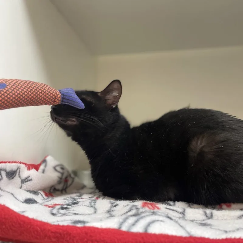 An adult medium-sized male Black Domestic Short Hair cat named Squeaks for adoption in Champaign, IL