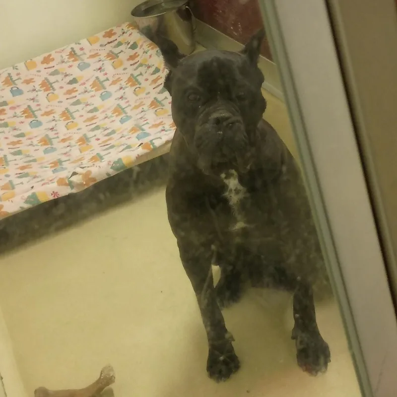 An adult large-sized female Black Cane Corso dog named Julia for adoption in Phoenixville, PA
