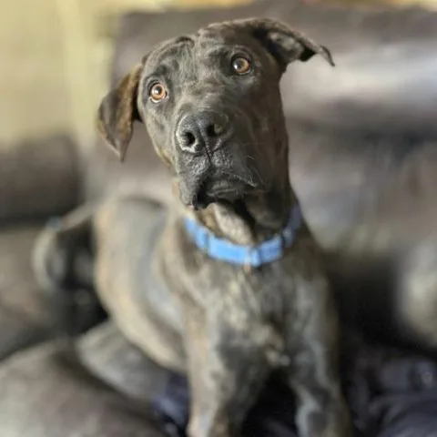 A young large-sized male Brindle Mastiff dog named Toothless for adoption in Naperville, IL