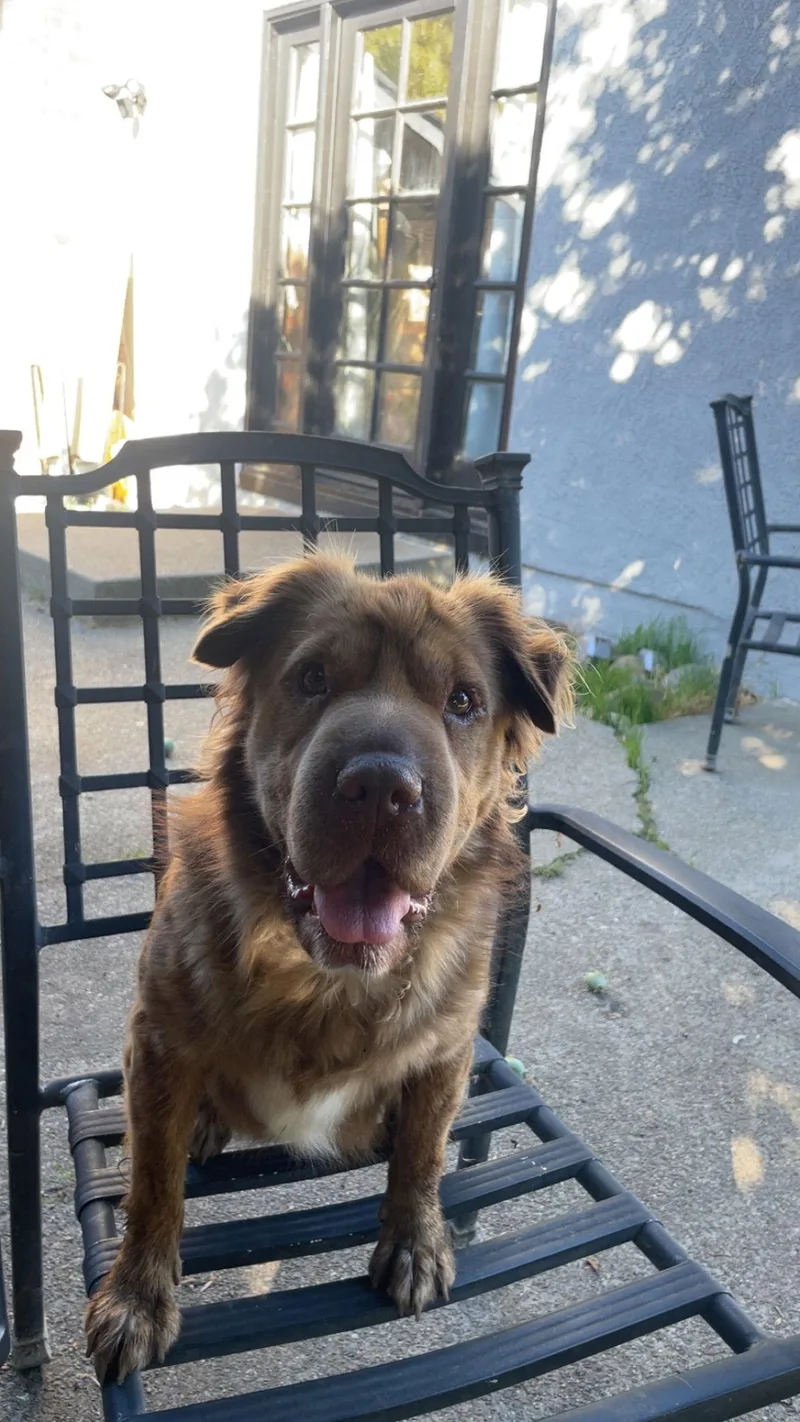 An adult large-sized female Shar-Pei dog named Lily for adoption in Woodland, CA