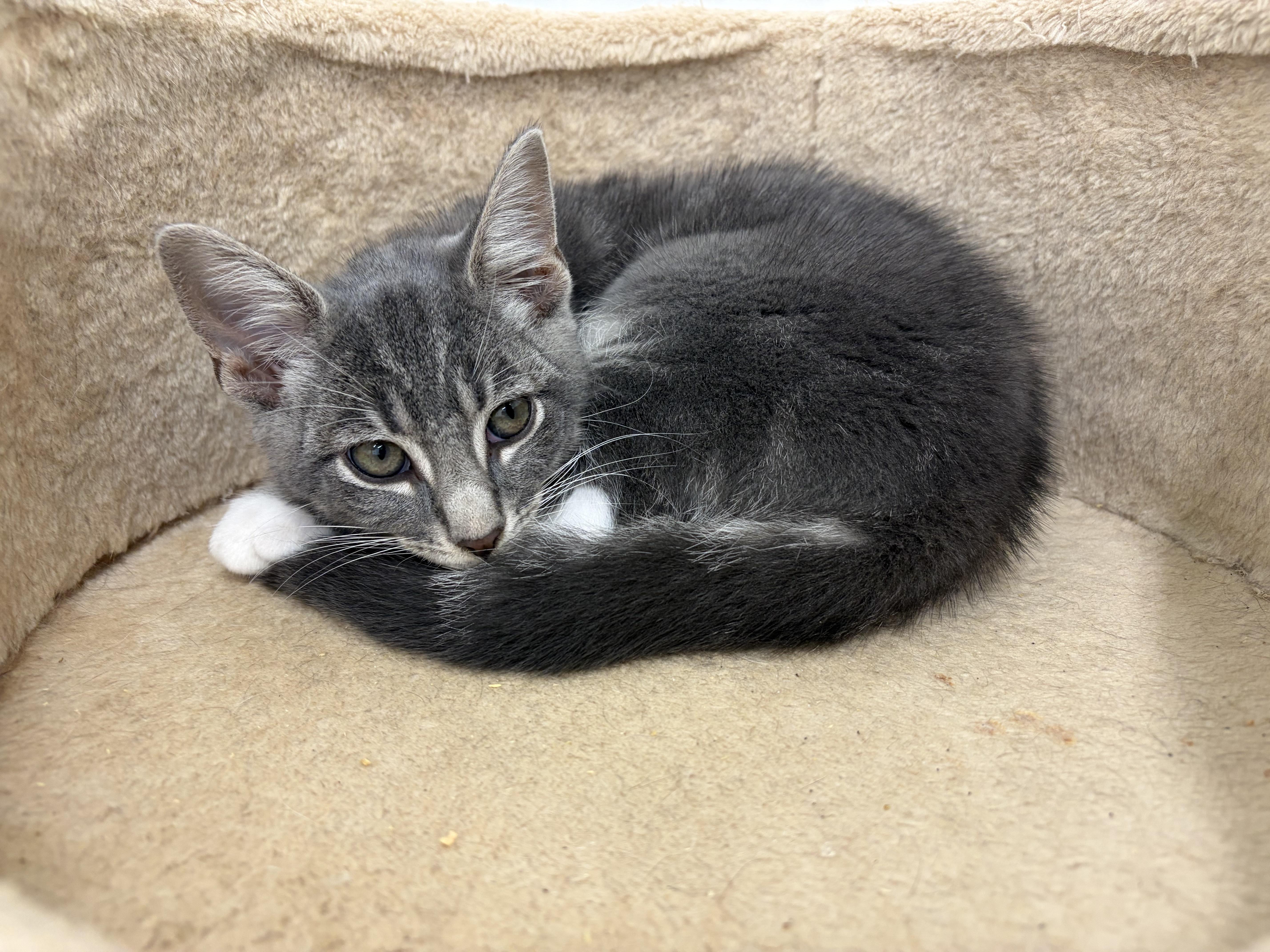 A young medium-sized male Tabby (Gray / Blue / Silver) Domestic Short Hair cat named Patrick for adoption in Southold, NY