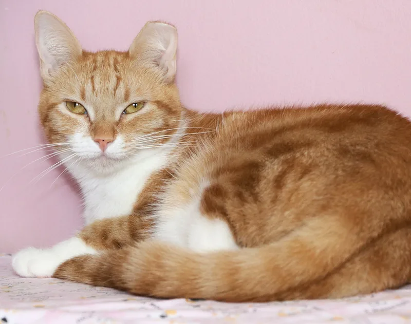 Champagne thumbnail 2