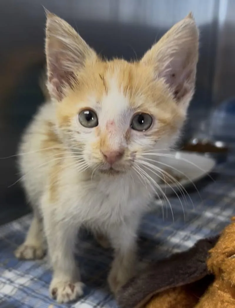 A baby medium-sized male Orange & White Domestic Short Hair cat named Henry for adoption in Greensboro, NC
