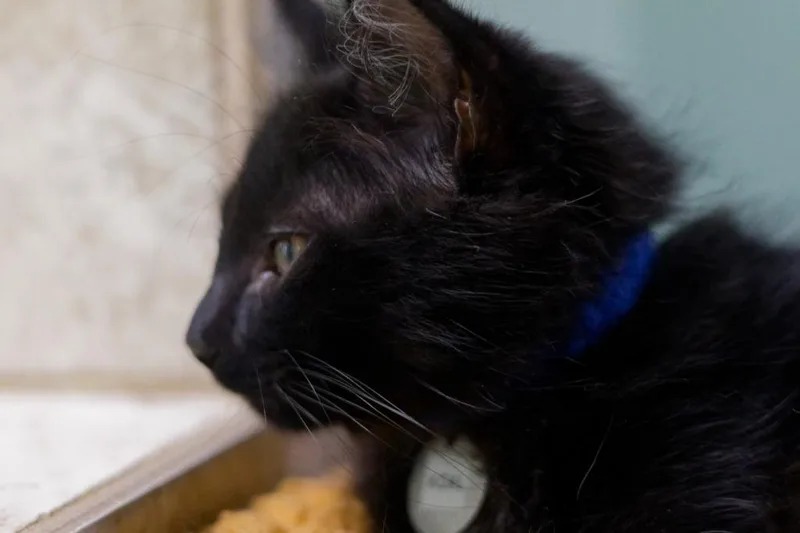 A baby medium-sized male Domestic Long Hair cat named Koal for adoption in Hot Springs, AR