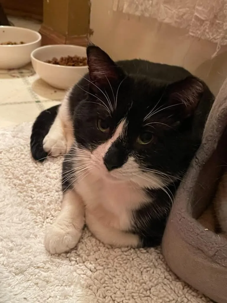 An adult medium-sized male Black & White / Tuxedo Domestic Short Hair cat named Sylvester for adoption in Zimmerman, MN