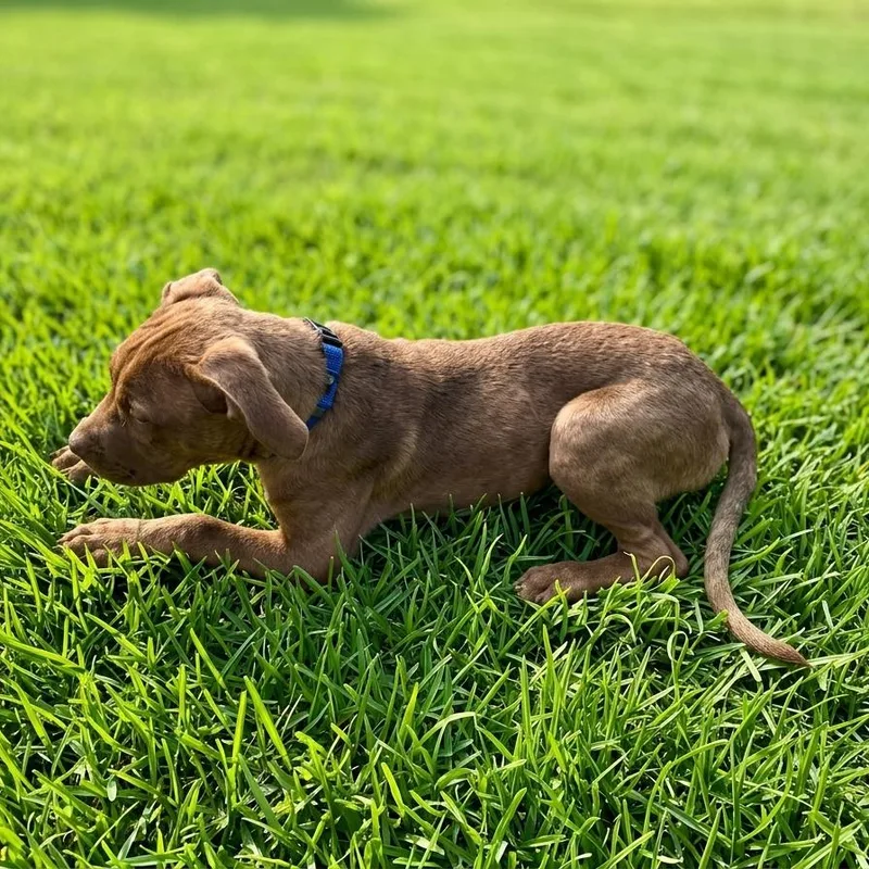 A baby medium-sized male Brown / Chocolate Pit Bull Terrier dog named Bucky for adoption in Las Vegas, NV